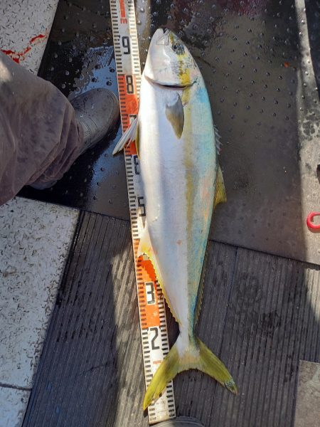 第二龍勢丸 釣果