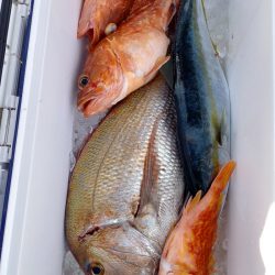 第二龍勢丸 釣果