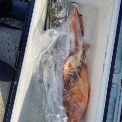 第二龍勢丸 釣果