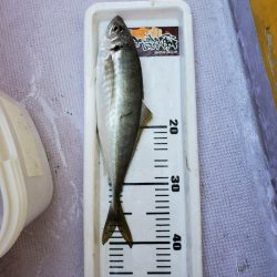 海龍丸（石川） 釣果