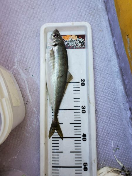 海龍丸（石川） 釣果