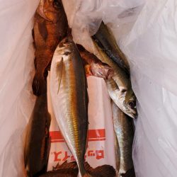 海龍丸（石川） 釣果