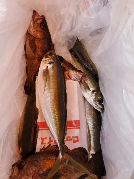 海龍丸（石川） 釣果