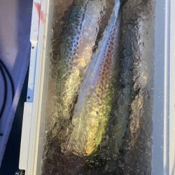 海龍丸（石川） 釣果