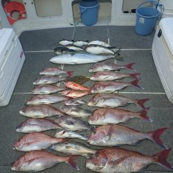 ARCADIAⅡ (アルカディアⅡ) 釣果