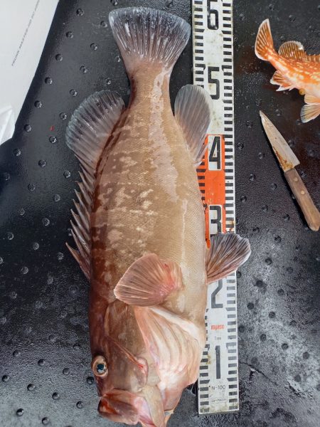 第二龍勢丸 釣果