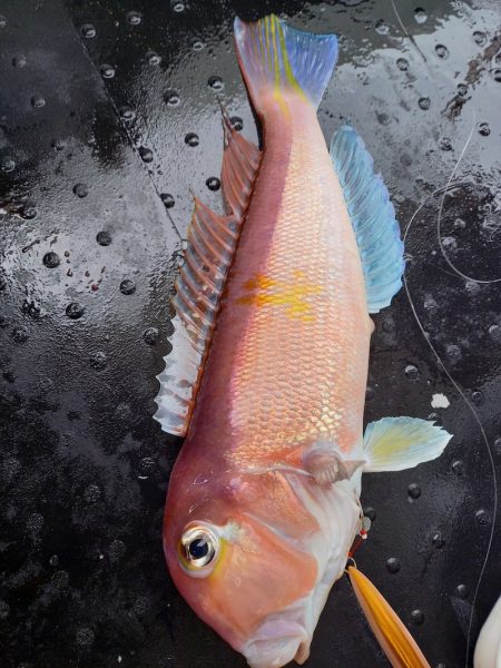 第二龍勢丸 釣果