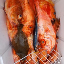 第二龍勢丸 釣果