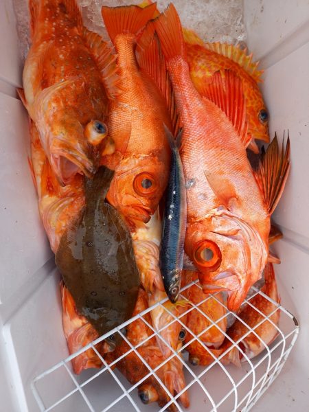 第二龍勢丸 釣果