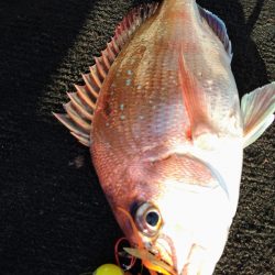 光生丸 釣果
