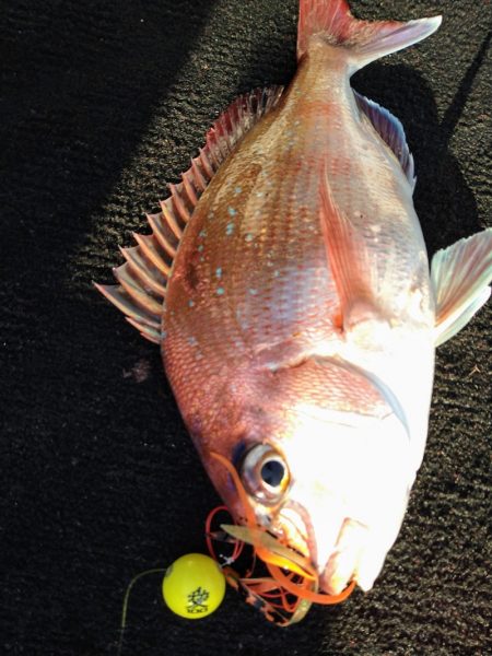 光生丸 釣果