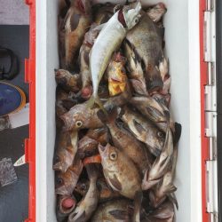海龍丸（石川） 釣果