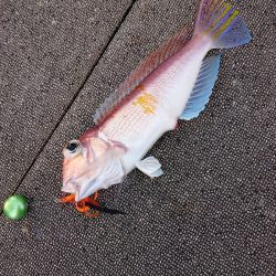 ARCADIAⅡ （アルカディアⅡ） 釣果