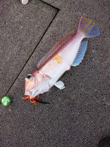 ARCADIAⅡ (アルカディアⅡ) 釣果