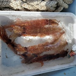 春盛丸 釣果