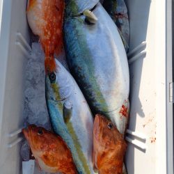 第二龍勢丸 釣果