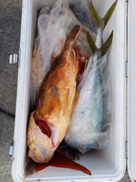 第二龍勢丸 釣果