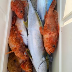 第二龍勢丸 釣果