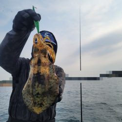 ソルトウォーターガイドフレンズ 釣果