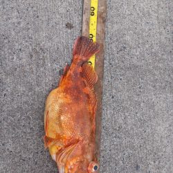 第二龍勢丸 釣果