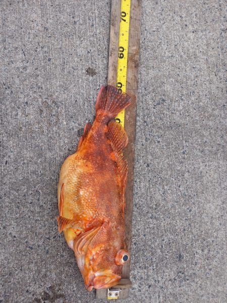 第二龍勢丸 釣果