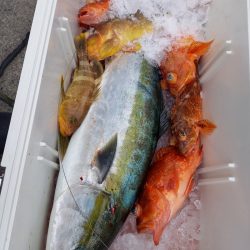 第二龍勢丸 釣果