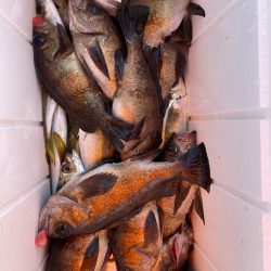 海龍丸（石川） 釣果