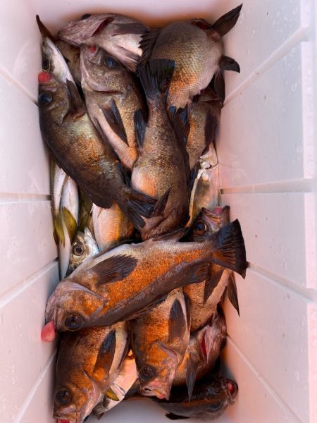海龍丸（石川） 釣果