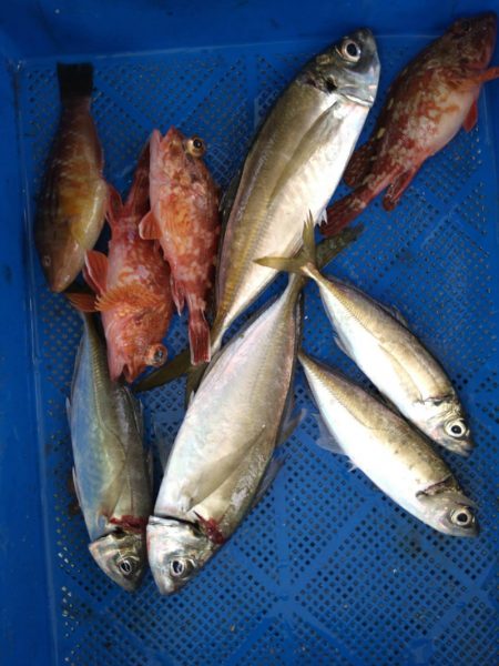 小島丸 釣果
