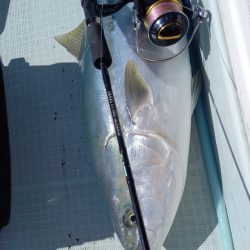 アマテラス 釣果