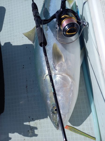 アマテラス 釣果