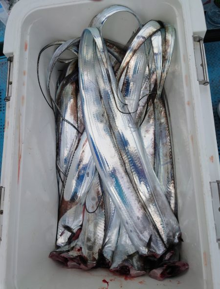 シースナイパー海龍 釣果