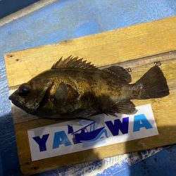 ヤザワ渡船 釣果