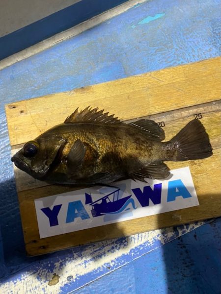 ヤザワ渡船 釣果