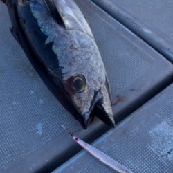 渡船屋たにぐち 釣果