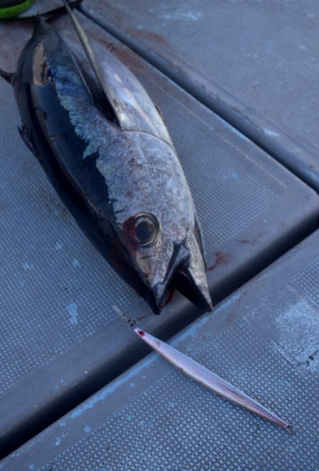 渡船屋たにぐち 釣果