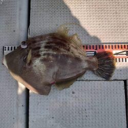 ブルースフィッシングサービス 釣果