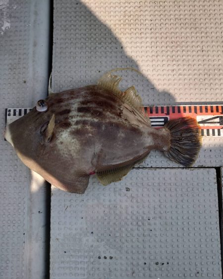 ブルースフィッシングサービス 釣果