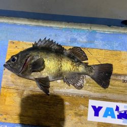 ヤザワ渡船 釣果