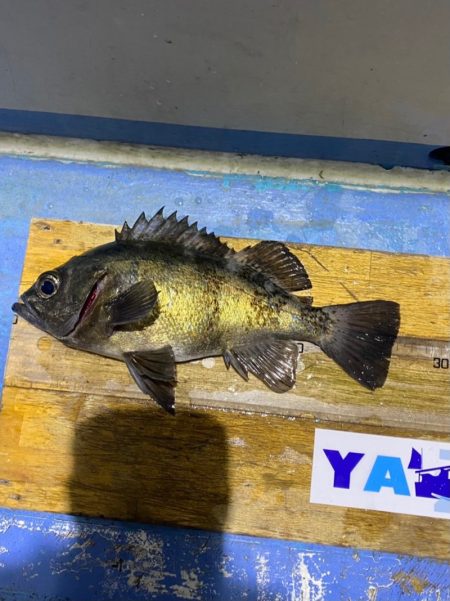 ヤザワ渡船 釣果