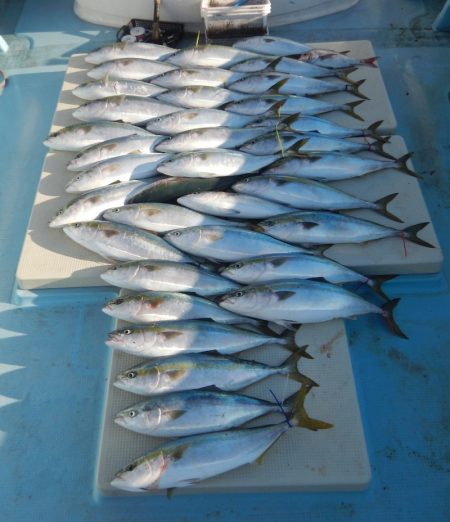 きずなまりん 釣果