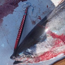 渡船屋たにぐち 釣果