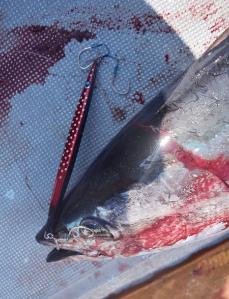 渡船屋たにぐち 釣果