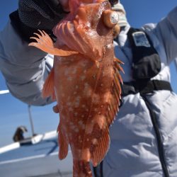 渡船屋たにぐち 釣果
