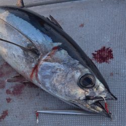 渡船屋たにぐち 釣果