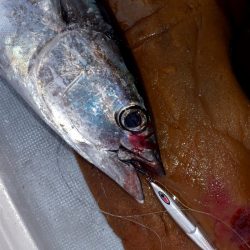 渡船屋たにぐち 釣果