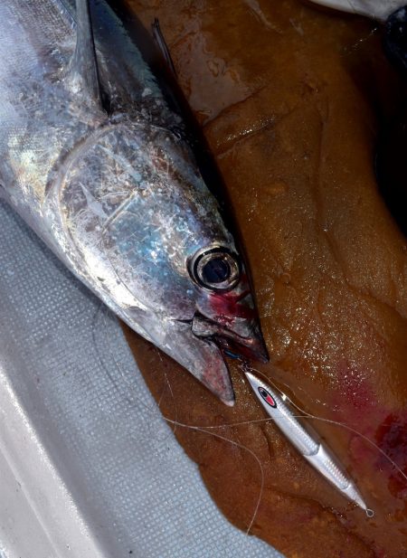 渡船屋たにぐち 釣果