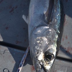 渡船屋たにぐち 釣果