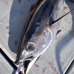 渡船屋たにぐち 釣果