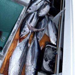 渡船屋たにぐち 釣果